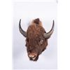 Image 2 : South Dakota Bison Wall Mount, 25" horn to horn