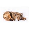 Image 1 : Soft Mount Coyote, 24" curled up