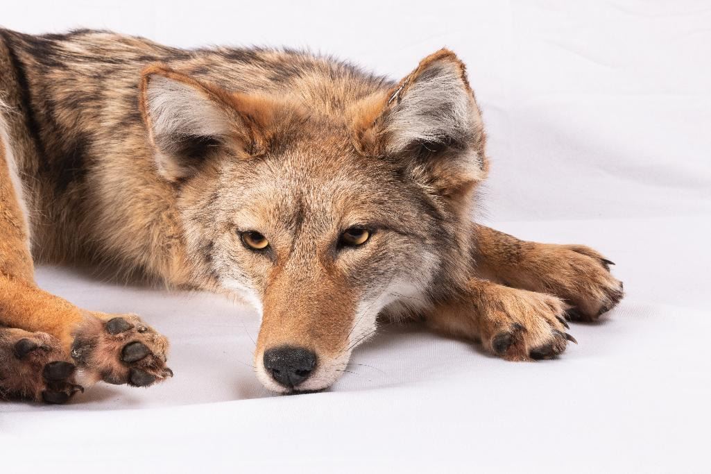 Soft Mount Coyote, 24" curled up