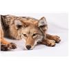 Image 2 : Soft Mount Coyote, 24" curled up