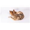 Image 3 : Soft Mount Coyote, 24" curled up