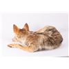 Image 4 : Soft Mount Coyote, 24" curled up