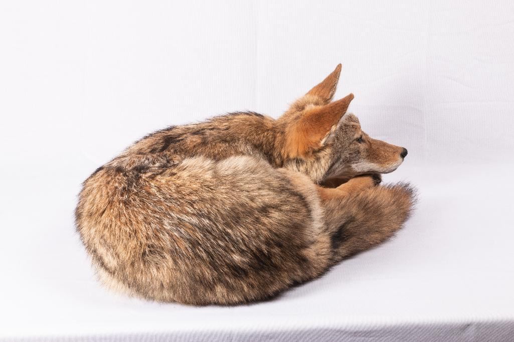 Soft Mount Coyote, 24" curled up