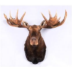 Alaskan Moose Mount, 71” wide