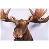 Image 2 : Alaskan Moose Mount, 71” wide