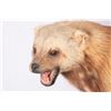 Image 2 : Alaskan Wolverine Mount, 22" x 33" x 15"