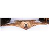 Image 2 : Alaska Kodiak Bear Rug, 10' diagonally