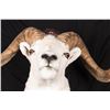 Image 2 : Full Curl Alaska Dall Sheep Wall Mount, 27" wide