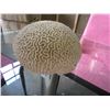 Image 2 : BRAIN CORAL PIECE