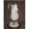 Image 1 : $750 TAXIDERMYCREDIT