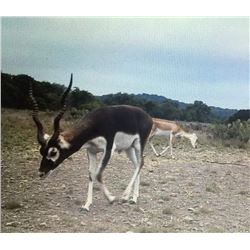 FREE RANGE EXOTIC HUNT