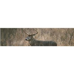 IOWA NON-RESIDENT WHITETAIL TAG