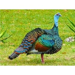 MEXICO OCELLATED TURKEY HUNT FOR TWO: