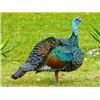 Image 1 : MEXICO OCELLATED TURKEY HUNT FOR TWO: