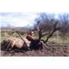 Image 3 : MINNESOTA BULL ELK HUNT WITH CHARTER FISHING