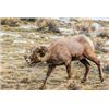 Image 2 : WYOMING GOVERNOR’S BIGHORN SHEEP TAG