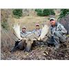 Image 2 : BRITISH COLUMBIA MOOSE HUNT