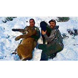 WYOMING MOUNTAIN LION HUNT