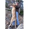 Image 4 : WYOMING MOUNTAIN LION HUNT