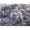 Image 1 : DESERT BIGHORN HUNT