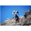 Image 3 : DESERT BIGHORN HUNT