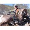 Image 2 : Baja Blacktail Deer Hunt
