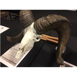 BIGHORN SHEEP REPLICA (2)