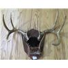 Image 1 : ANTLER MOUNTS (WHITETAIL & ANTELOPE) *QTY 2*