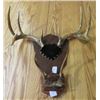 Image 2 : ANTLER MOUNTS (WHITETAIL & ANTELOPE) *QTY 2*