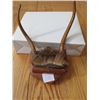 Image 3 : ANTLER MOUNTS (WHITETAIL & ANTELOPE) *QTY 2*