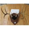 Image 5 : ANTLER MOUNTS (WHITETAIL & ANTELOPE) *QTY 2*