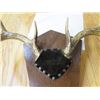 Image 6 : ANTLER MOUNTS (WHITETAIL & ANTELOPE) *QTY 2*