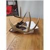 Image 7 : ANTLER MOUNTS (WHITETAIL & ANTELOPE) *QTY 2*