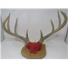 Image 1 : DEER MOUNT (DECORATIVE)