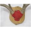 Image 3 : DEER MOUNT (DECORATIVE)