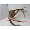 Image 4 : DEER MOUNT (DECORATIVE)