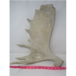 MOOSE ANTLER (ONE SIDE) *SHED*