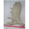 Image 2 : MOOSE ANTLER (ONE SIDE) *SHED*