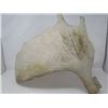 Image 4 : MOOSE ANTLER (ONE SIDE) *SHED*
