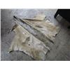 Image 1 : LEATHER CHAPS  (GOOD USED CONDITION)