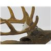 Image 6 : 2 WOODEN HAND CARVED ELK (SIGNED G. REILLY)