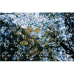 GABRIEL OROZCO     (b. 1962)     LIGHT THROUGH LEAVES     signed and numbered of 60     Iris compute