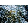 Image 1 : GABRIEL OROZCO     (b. 1962)     LIGHT THROUGH LEAVES     signed and numbered of 60     Iris compute