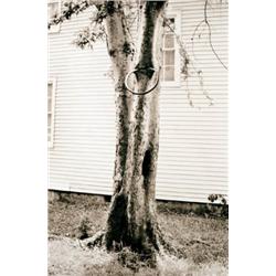 DAVID HAMMONS     (b. 1943)     MONEY TREE     signed and numbered of 70     sepia print     16 1/2 