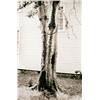 Image 1 : DAVID HAMMONS     (b. 1943)     MONEY TREE     signed and numbered of 70     sepia print     16 1/2 