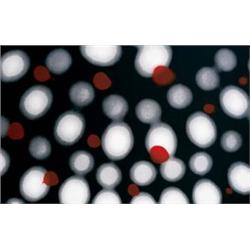 ROSS BLECKNER     (b. 1949)     UNTITLED     signed, numbered and dated     color silkscreen on pape