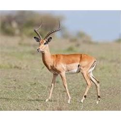 AFRICA MAXIMUM SAFARIS | South African Plains Game Safari for Two Hunters