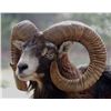 Image 5 : SIX DAYS HUNTING AND TOURING IN SERBIA | with Safari Art for Mouflon Sheep