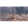 Image 4 : IOWA WHITETAIL HUNT