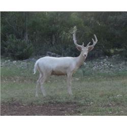 TEXAS EXOTIC HUNT FOR TWO - Calhoun Ranch Wimberley Texas